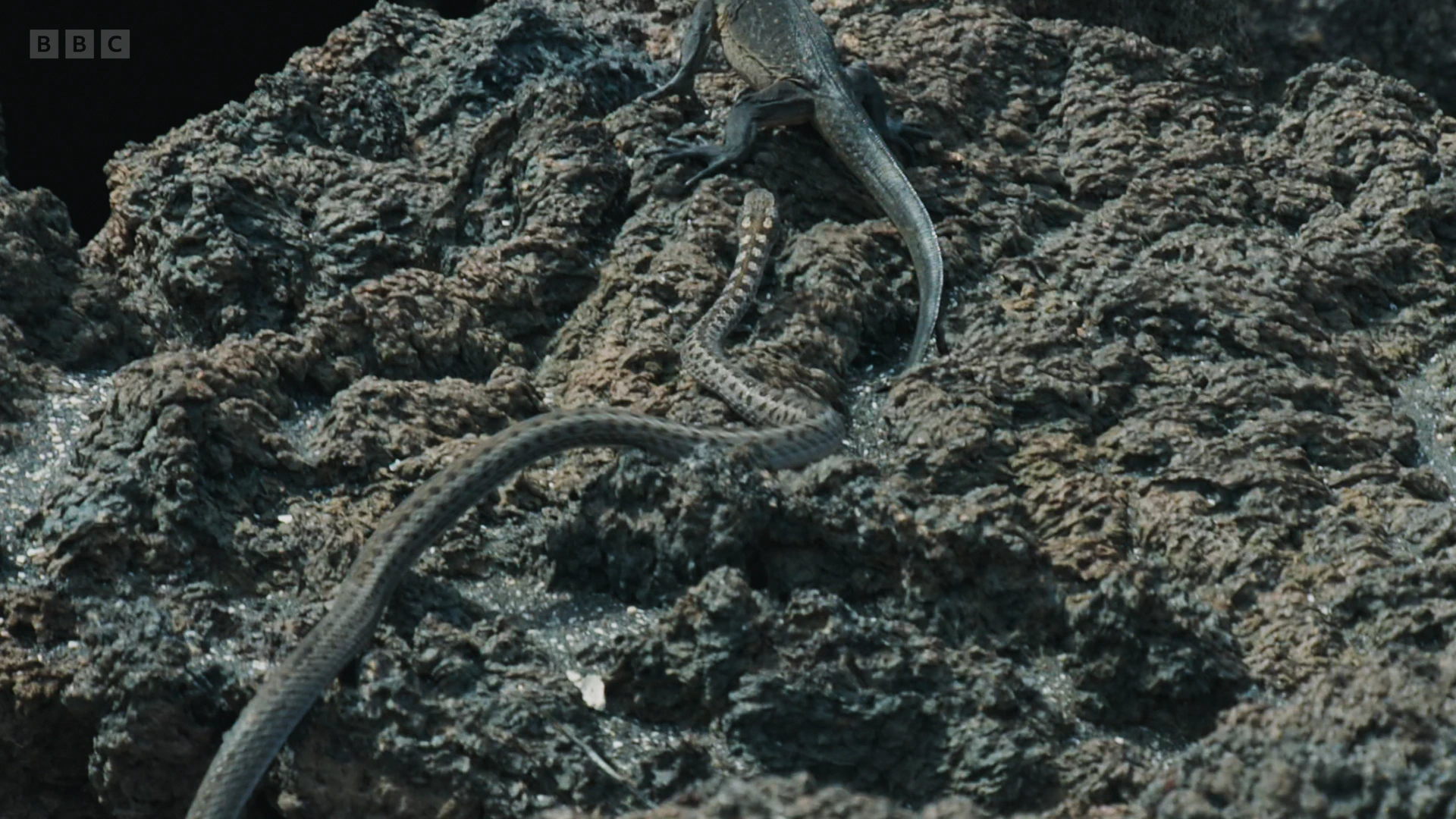 Western Galápagos racer (Pseudalsophis occidentalis) as shown in Planet Earth II - Islands